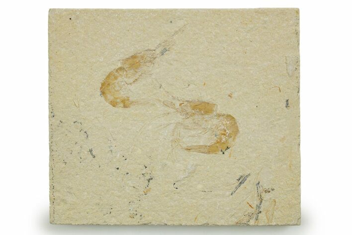 Two Cretaceous Fossil Shrimp - Lebanon #375792